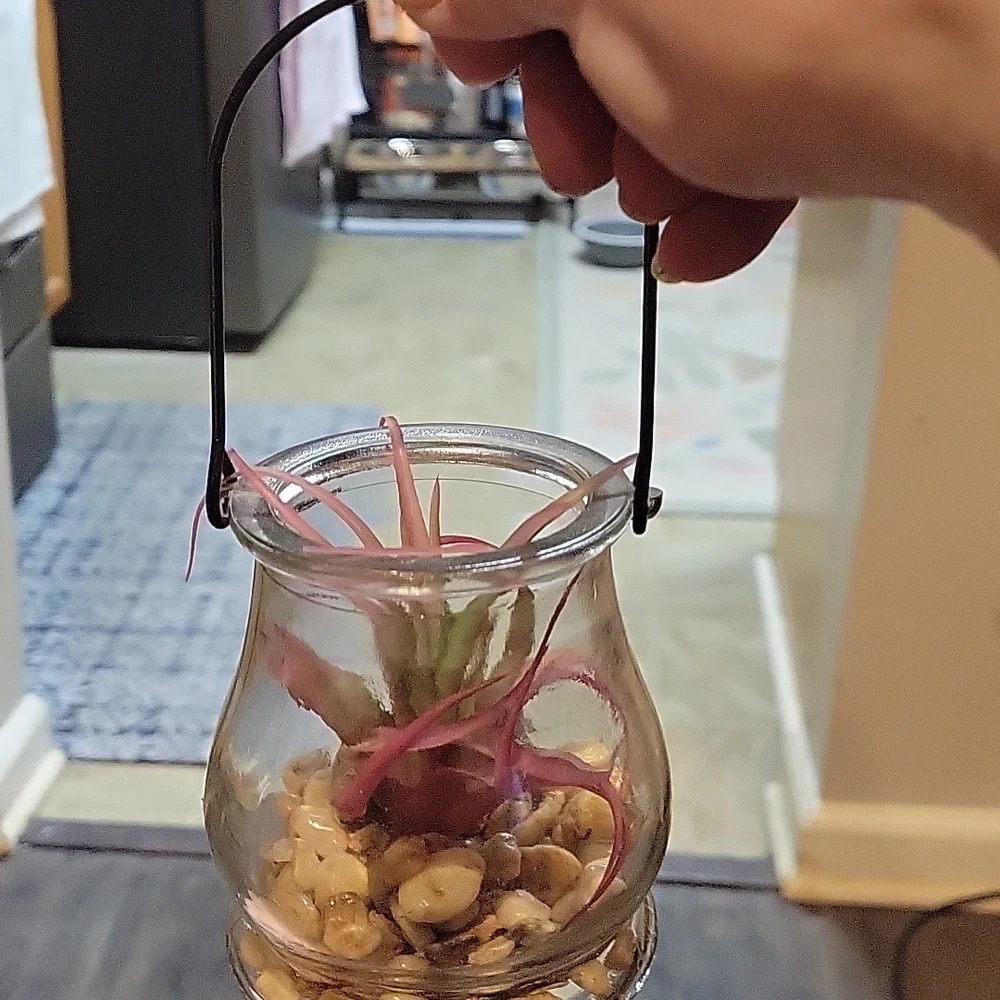 5 For 25.00/Plant In Lantern/ EUC/ Air Plant/ Artificial/ Cute